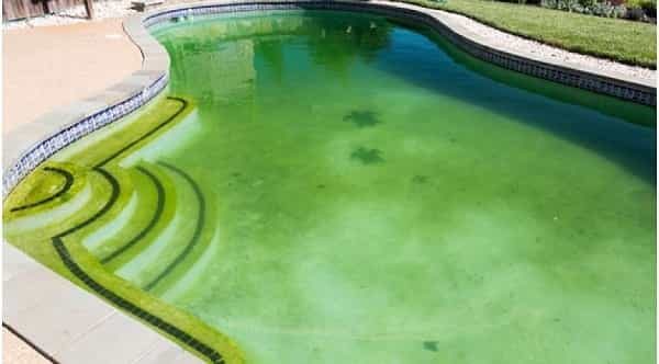 loại bỏ và ngăn ngừa rêu tảo trong bể bơi, loại bỏ rêu tảo trong bể bơi, ngăn ngừa rêu tảo trong bể bơi