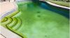 Loại bỏ và ngăn ngừa rêu tảo trong nước bể bơi như thế nào